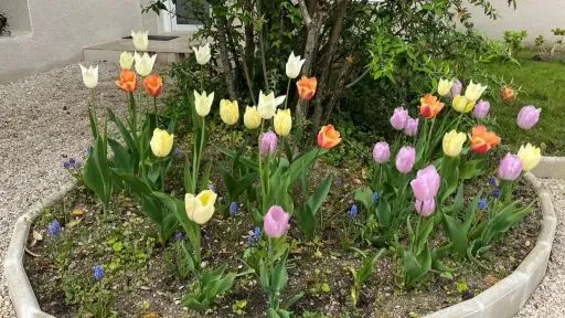 Gite Loire Valley Amboise Flowers