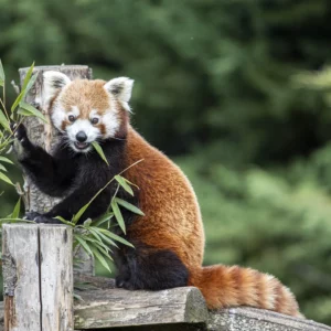 Zoo de beauval proche Gite Clos Allegria Amboise avec Panda roux