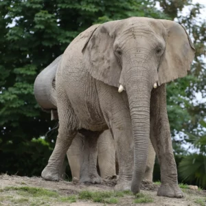 Zoo de beauval proche Gite Clos Allegria Amboise avec des éléphants