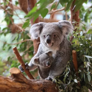 zoo de Beauval proche Gite Clos Allegria avec un Koala