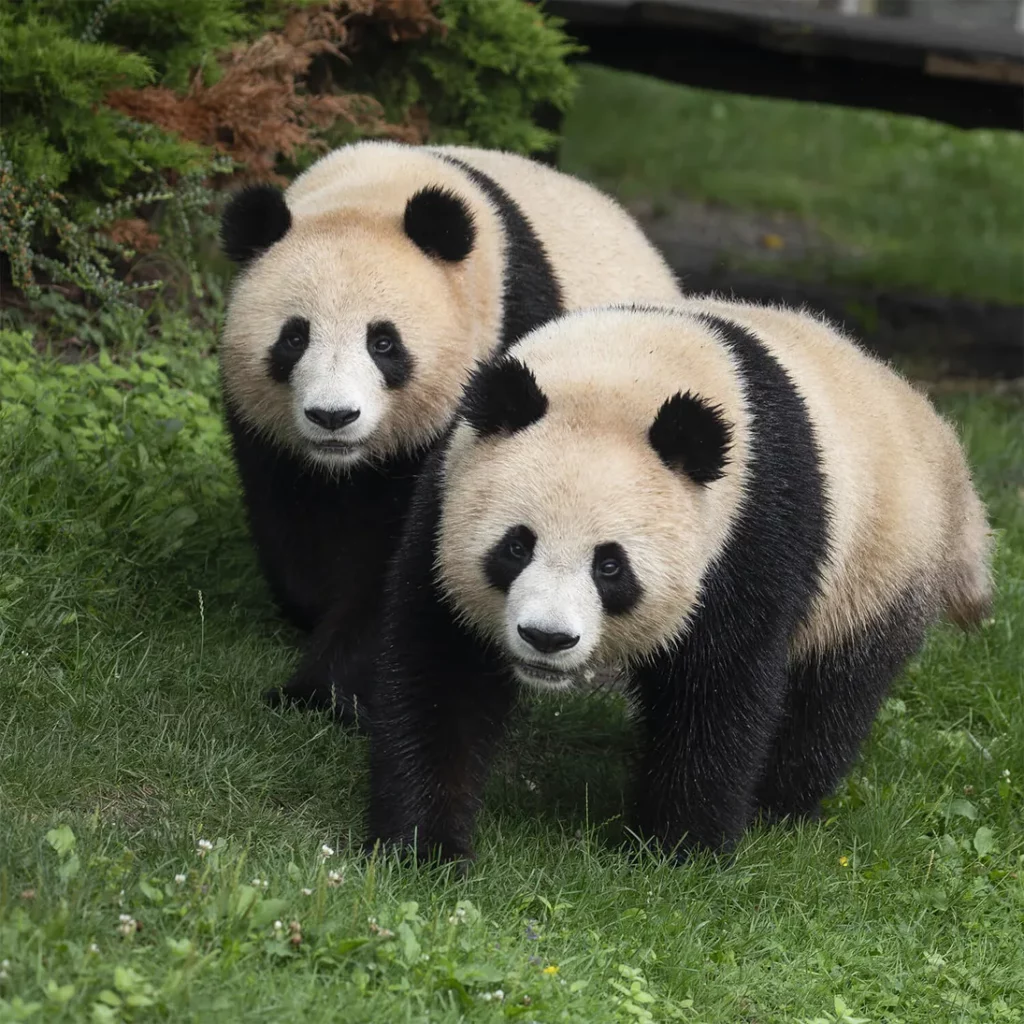 Zoo de Beauval Proche du Gite Amboise Clos Allegria